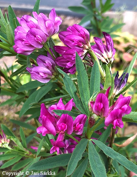 Trifolium lupinaster, kaita-apila